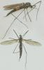 Gnophomyia viridipennis